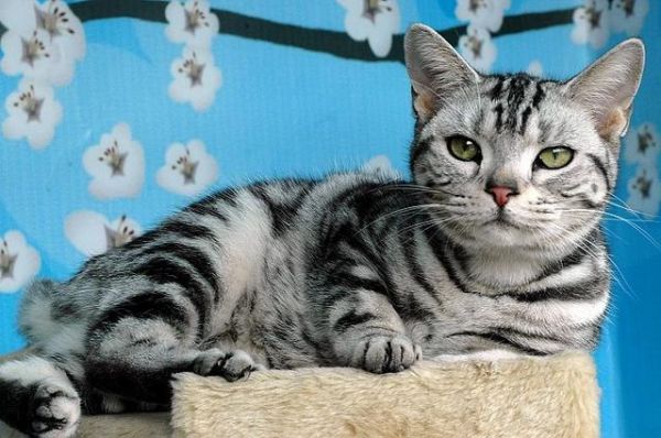 猫咪的智商排名，你家猫主子第几名？