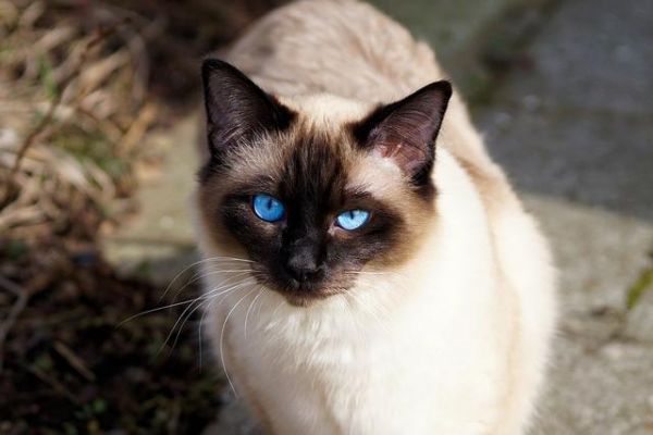 猫咪的智商排名，你家猫主子第几名？
