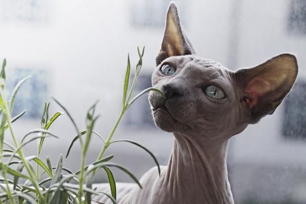 猫咪的智商排名，你家猫主子第几名？