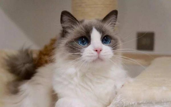 猫咪的智商排名，你家猫主子第几名？