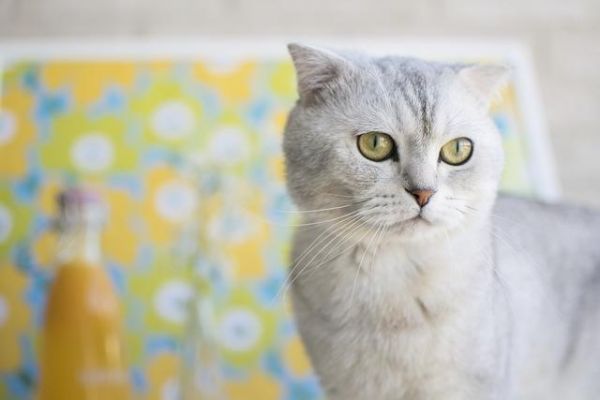 猫咪的智商排名，你家猫主子第几名？