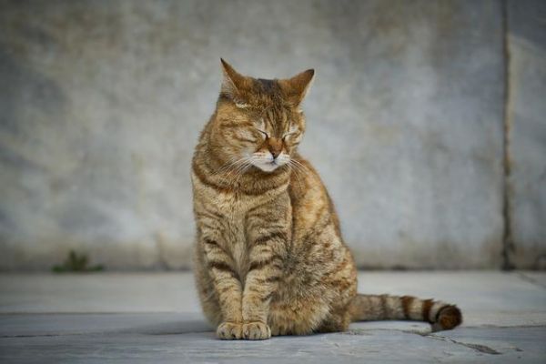猫咪的智商排名，你家猫主子第几名？