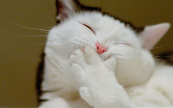 猫咪的智商排名，你家猫主子第几名？
