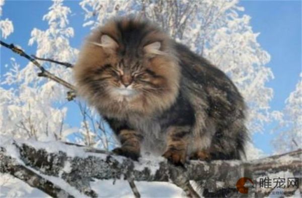 世界上智商最高的猫十大排名 对主人的记忆有多久