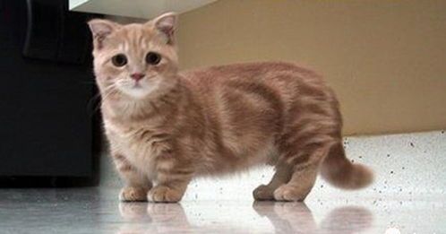 最笨的猫咪是哪个?双猫界的小萌神?