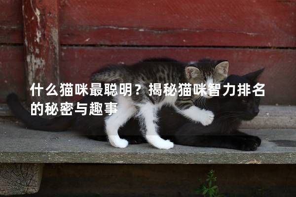 什么猫咪最聪明？揭秘猫咪智力排名的秘密与趣事