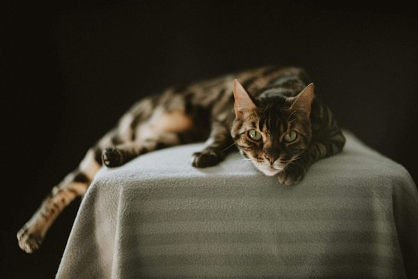孟加拉猫躺在黑暗背景下的毯子上，工作室拍摄。