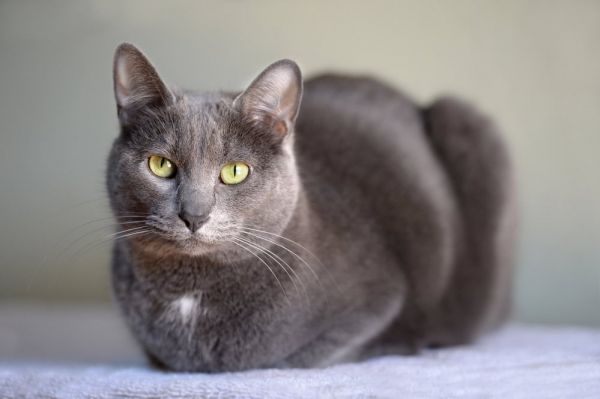 科拉特猫休息