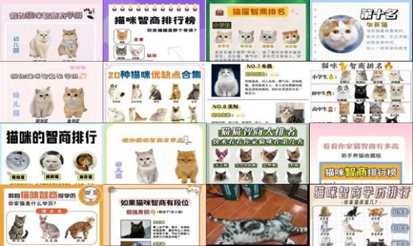 猫咪品种智商排行