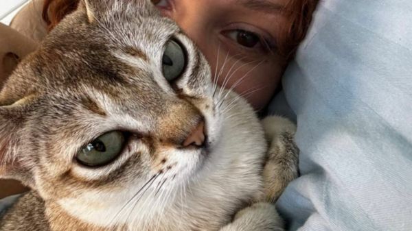 捡到流浪猫后该怎么办？收养流浪猫的完整指南