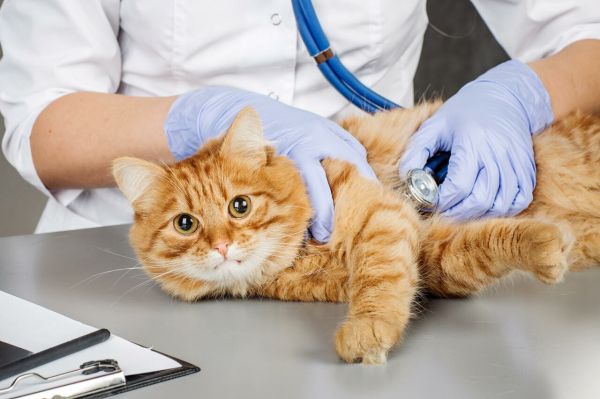 捡到流浪猫后该怎么办？收养流浪猫的完整指南