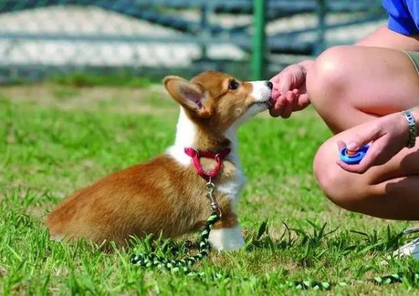 北京周边较好宠物训练基地 工作犬行为训练 政嘉训犬