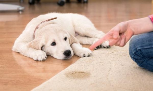 北京周边较好宠物训练基地 工作犬行为训练 政嘉训犬