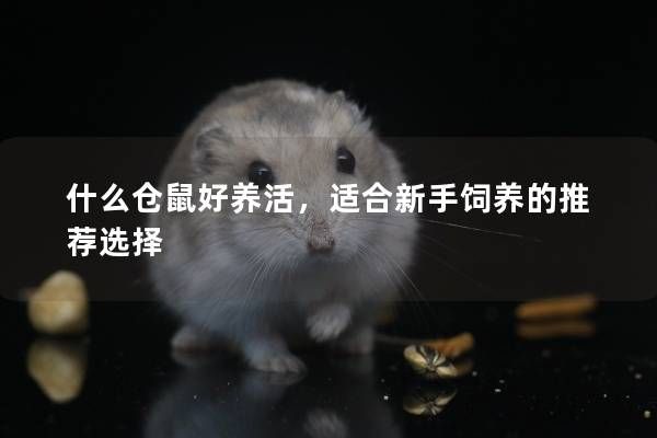 什么仓鼠好养活，适合新手饲养的推荐选择