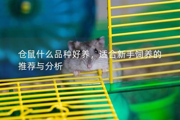 仓鼠什么品种好养，适合新手饲养的推荐与分析