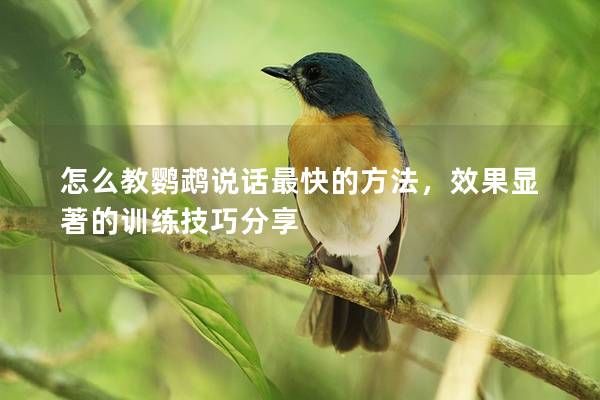怎么教鹦鹉说话最快的方法，效果显著的训练技巧分享