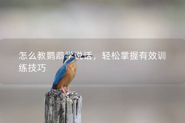 怎么教鹦鹉学说话，轻松掌握有效训练技巧