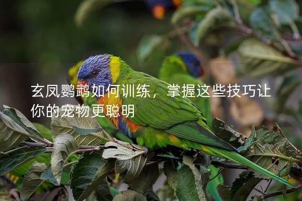 玄凤鹦鹉如何训练，掌握这些技巧让你的宠物更聪明