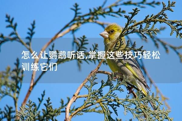怎么让鹦鹉听话,掌握这些技巧轻松训练它们