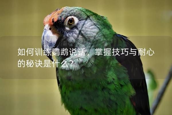 如何训练鹦鹉说话，掌握技巧与耐心的秘诀是什么？