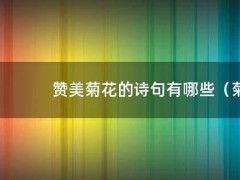 赞美菊花的诗句有哪些（菊花十首有名的诗）