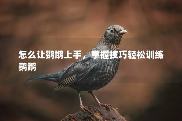 怎么让鹦鹉上手，掌握技巧轻松训练鹦鹉