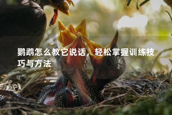 鹦鹉怎么教它说话，轻松掌握训练技巧与方法