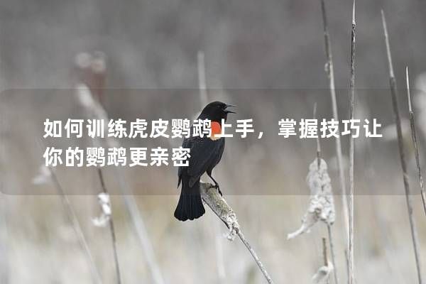 如何训练虎皮鹦鹉上手，掌握技巧让你的鹦鹉更亲密