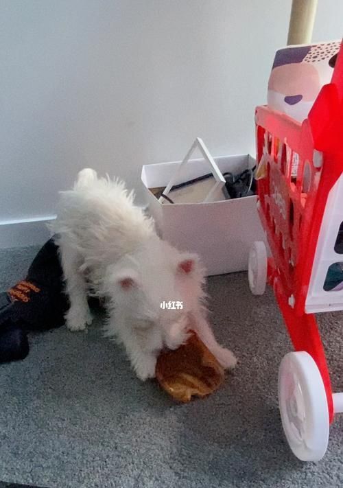 狗狗磨牙烘干猪耳朵有什么好处？如何正确选择和使用？