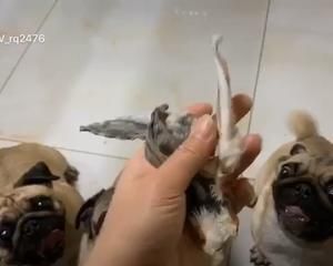 宠物自制零食 烘干带毛兔耳的做法 步骤5