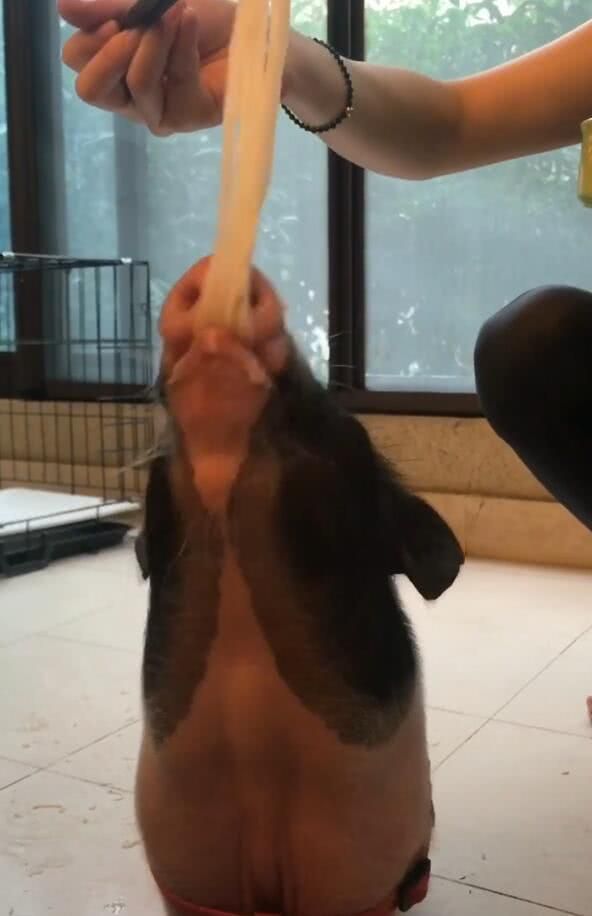 宠物猪吃面要人喂，一碗只够吃两口，饭量比狗子大多！