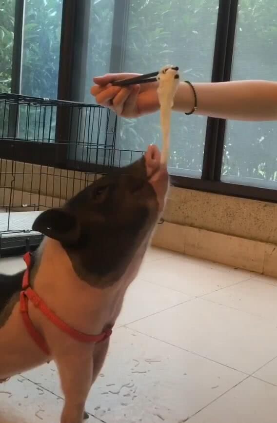 宠物猪吃面要人喂，一碗只够吃两口，饭量比狗子大多！