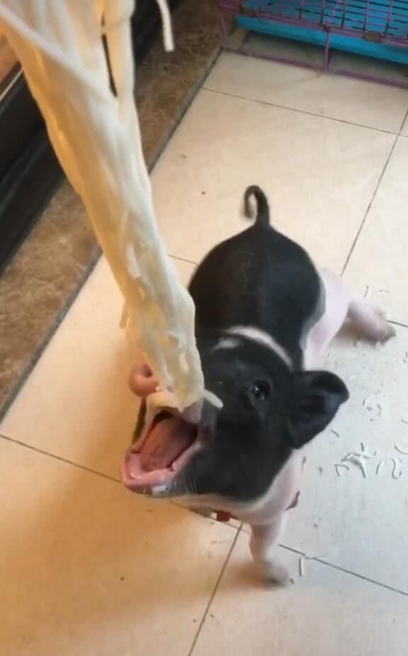 宠物猪吃面要人喂，一碗只够吃两口，饭量比狗子大多！