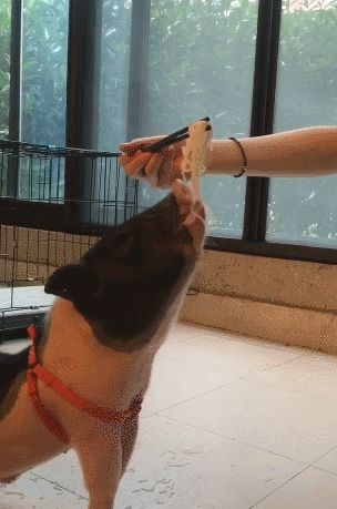 宠物猪吃面要人喂，一碗只够吃两口，饭量比狗子大多！