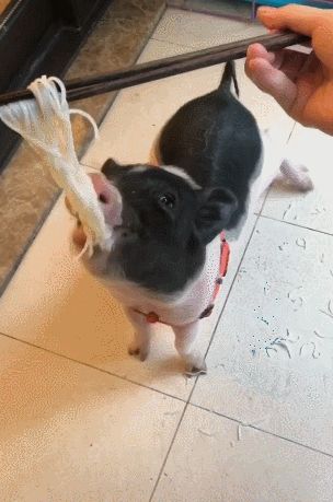 宠物猪吃面要人喂，一碗只够吃两口，饭量比狗子大多！