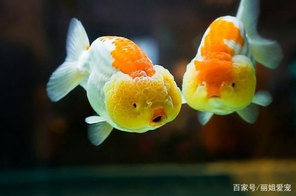 观赏鱼病如何能及时发现观察从这几个方面入手，不妨一看