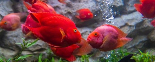 如何预防招财猫鱼水霉病（如何判断招财猫鱼是否患病） 龙鱼疾病与治疗 第4张