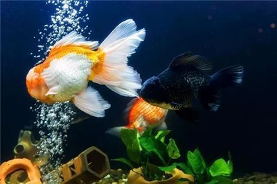 如何预防招财猫鱼水霉病（如何判断招财猫鱼是否患病） 龙鱼疾病与治疗 第5张