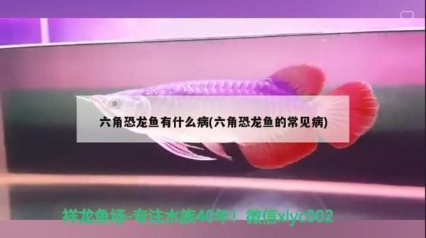 六角恐龙鱼得病（六角恐龙鱼水霉病的自然疗法） 龙鱼疾病与治疗 第2张