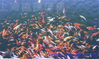 锦鲤鱼病防治方法介绍（如何自制锦鲤鱼药浴液） 龙鱼疾病与治疗 第2张