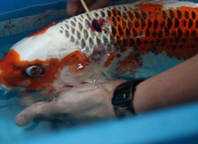 锦鲤鱼病防治方法介绍（如何自制锦鲤鱼药浴液） 龙鱼疾病与治疗 第1张