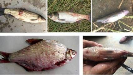 鲫鱼出血病的早期诊断方法，鲫鱼出血病的预防成本分析（鲫鱼出血病的早期症状） 龙鱼疾病与治疗 第2张