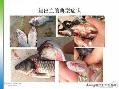 鲫鱼出血病的早期诊断方法，鲫鱼出血病的预防成本分析（鲫鱼出血病的早期症状） 龙鱼疾病与治疗 第1张