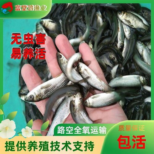 宠物鱼养护攻略：四大家鱼苗养法+病诊治+鱼鸭共养秘诀！