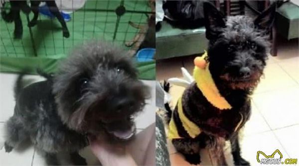 有特异功能？小黑狗每一年都会换毛色，5年后竟变成了灰白卷毛狗