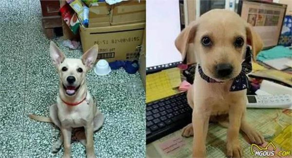 有特异功能？小黑狗每一年都会换毛色，5年后竟变成了灰白卷毛狗