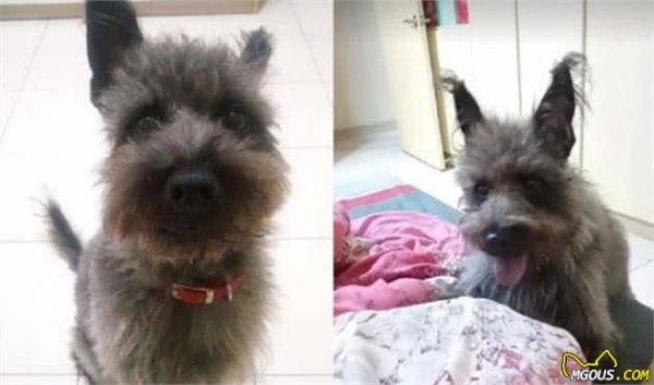 有特异功能？小黑狗每一年都会换毛色，5年后竟变成了灰白卷毛狗