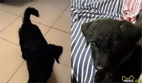 有特异功能？小黑狗每一年都会换毛色，5年后竟变成了灰白卷毛狗