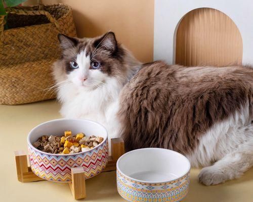 如何辅助猫咪技能提升（探讨如何通过饮食）