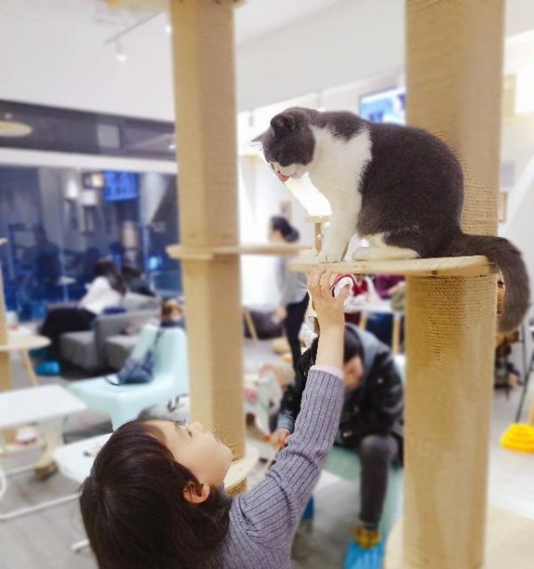 如何辅助猫咪技能提升（探讨如何通过饮食）